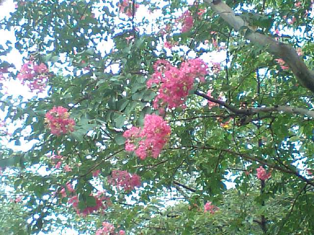 木に咲く花もありました。