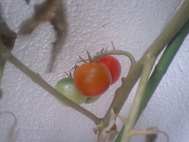 フルーツトマト４